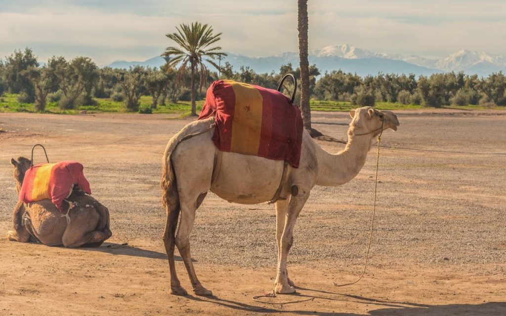 Camel ride Marrakech