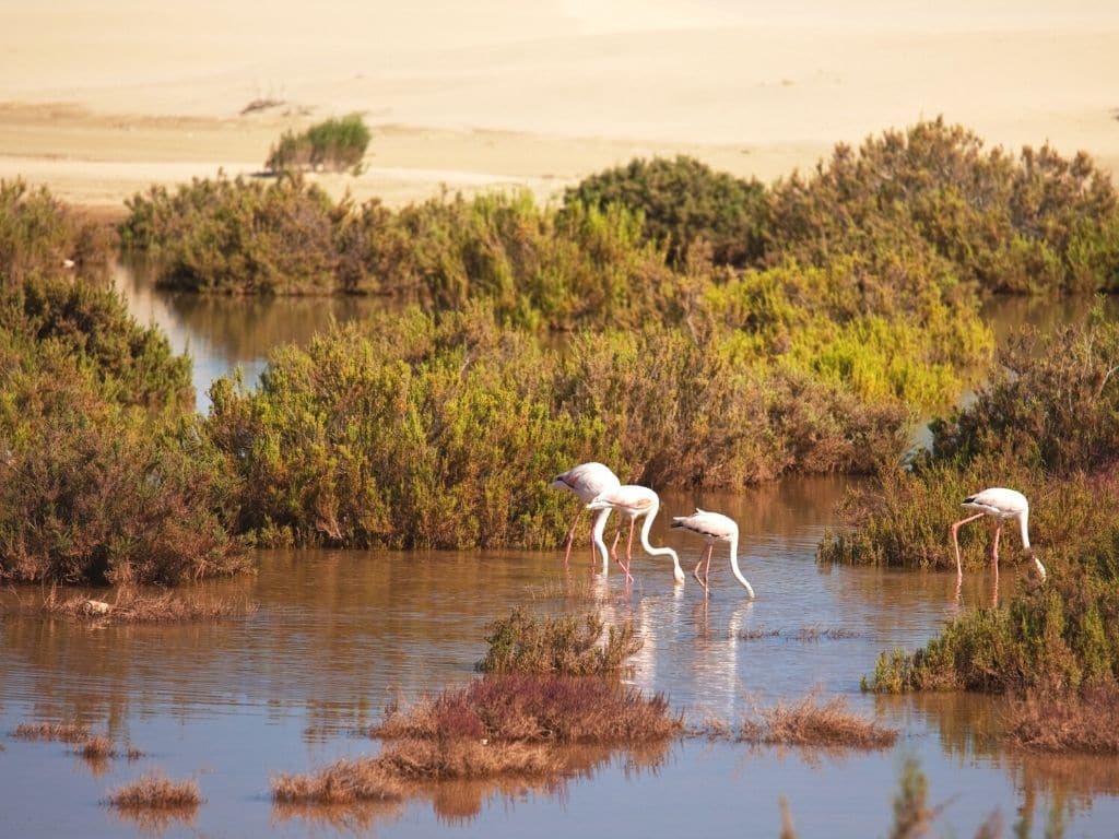 Souss-Massa National Park in Morocco