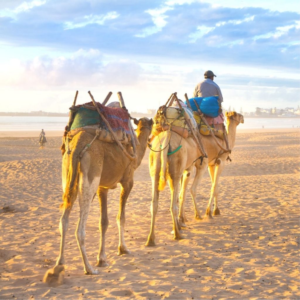 BEACH CAMEL RIDES IN MOROCCO