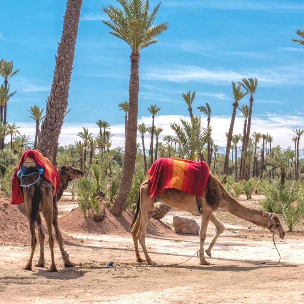 CITY CAMEL RIDES IN MOROCCO