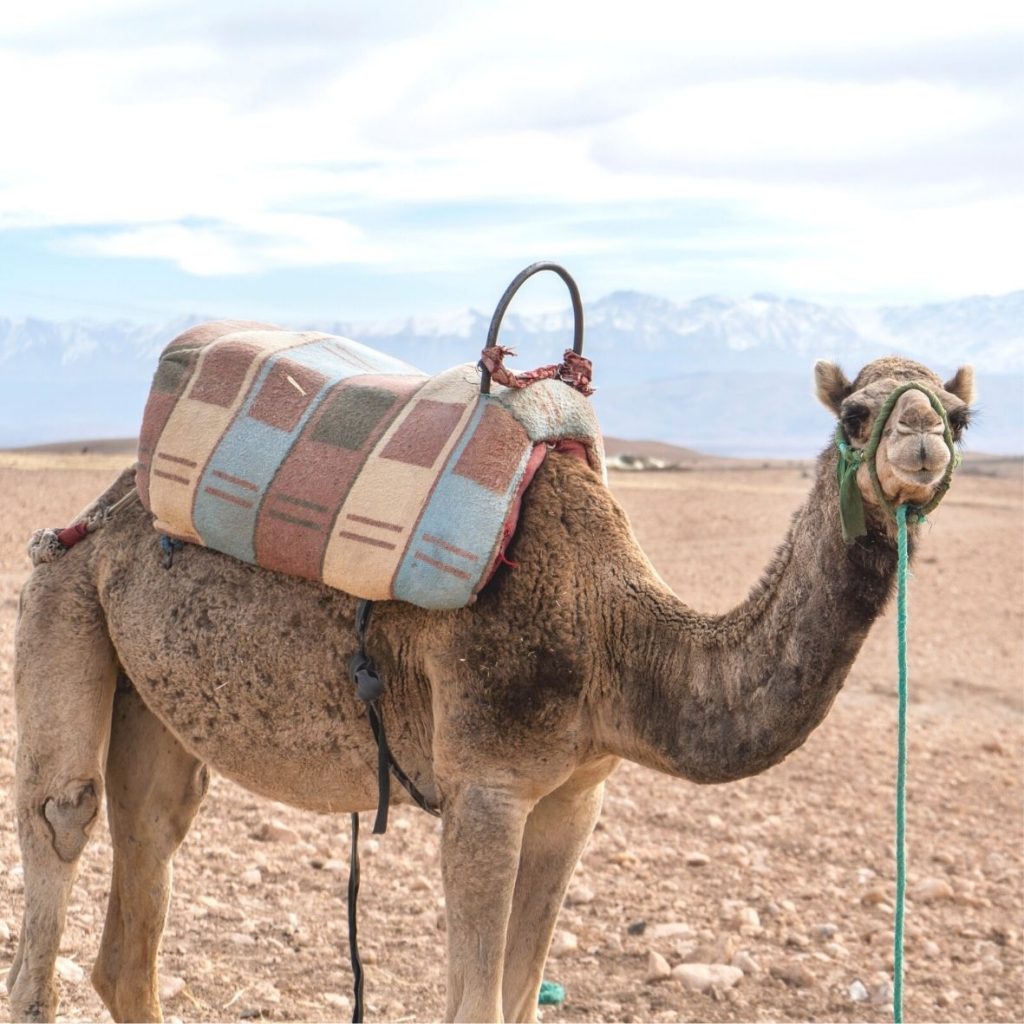Camel ride in Agafay Desert