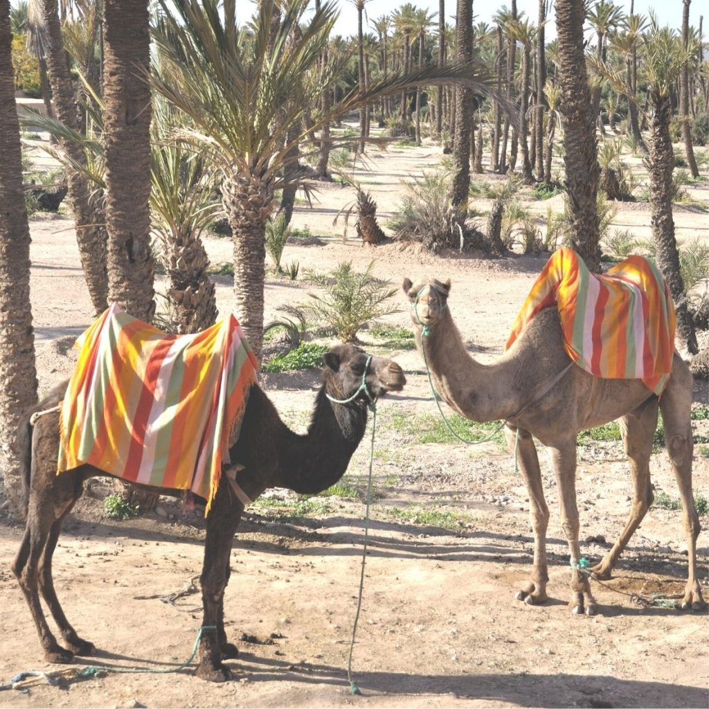 Camel ride in Marrakech Palmeraie