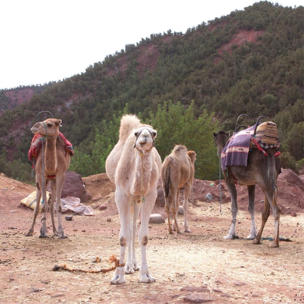 Camel ride in Ourika Valley