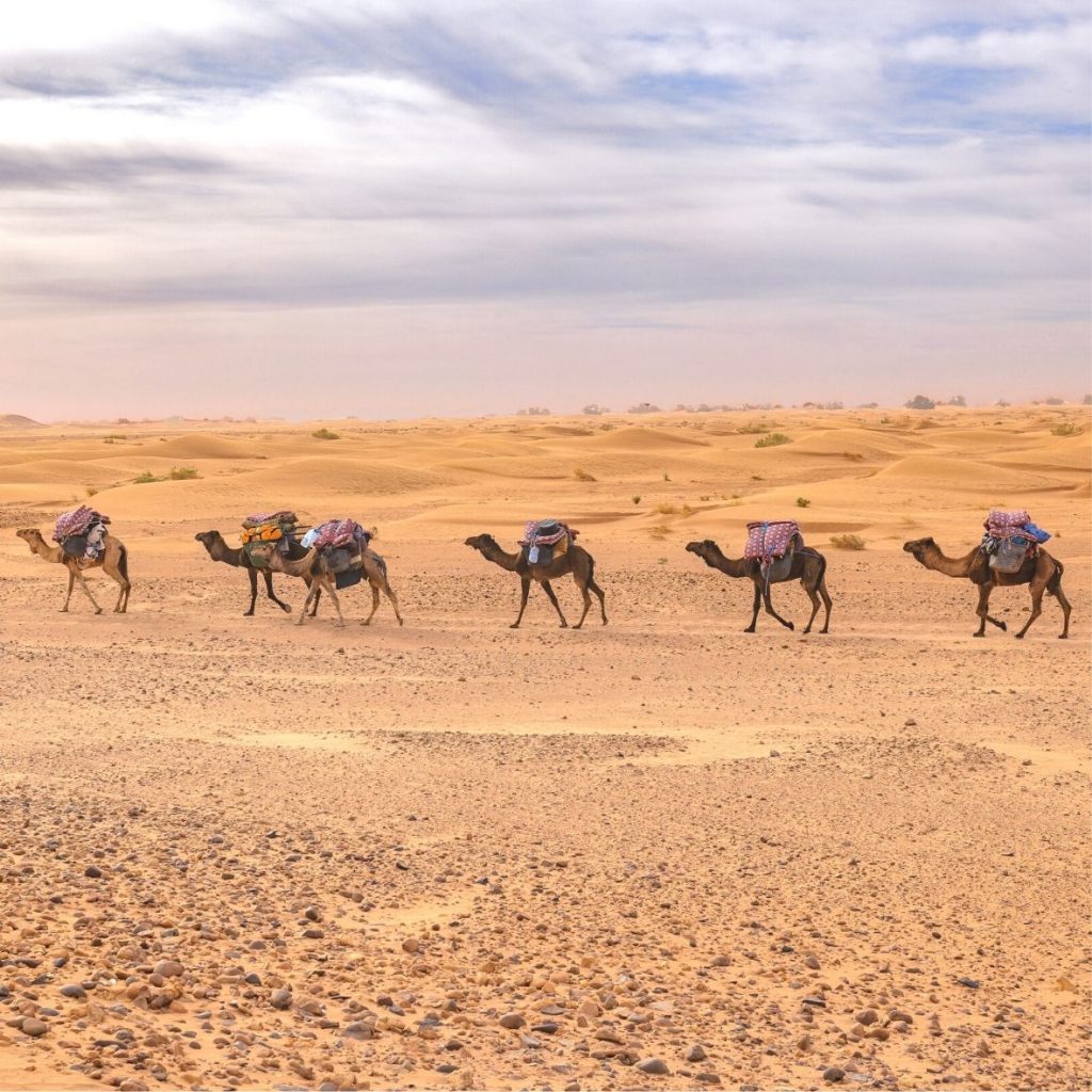 Camel trekking Mhamid 