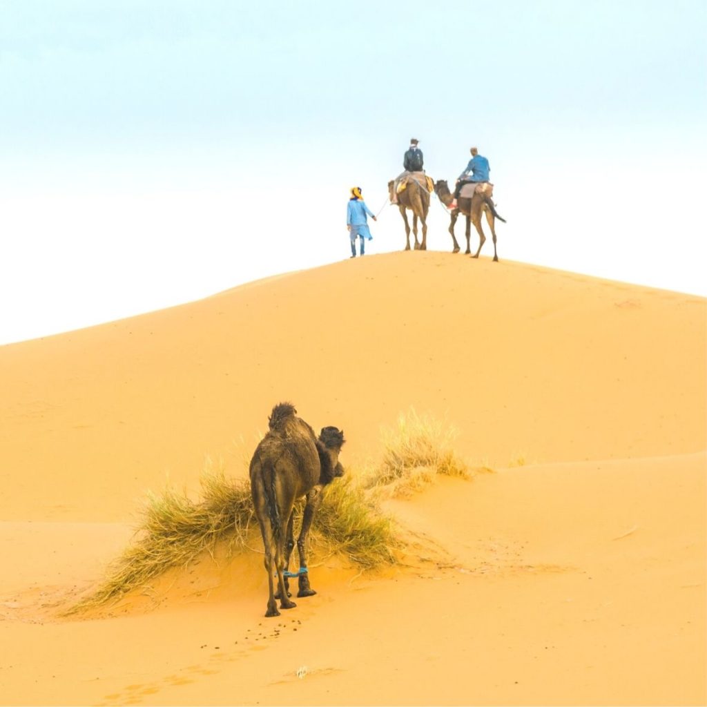 DESERT CAMEL RIDES IN MOROCCO