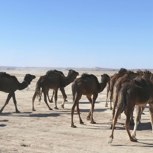 Camels in the Desert